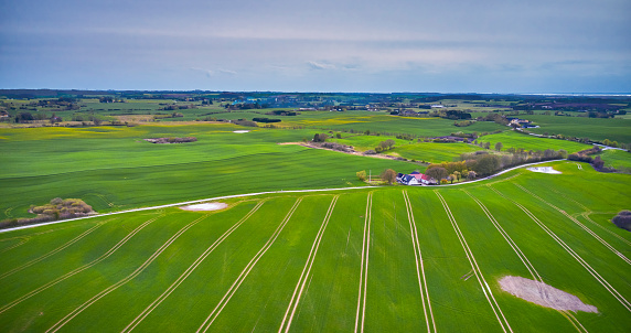 Danish nature. Cereal plant crop with tracks - trails after tractor. Green color springtime