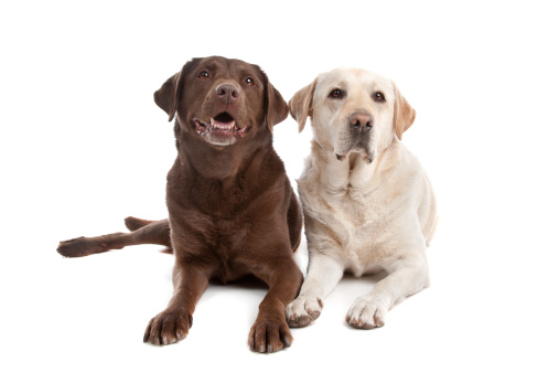 Yellow and chocolate Labrador in front of a white background