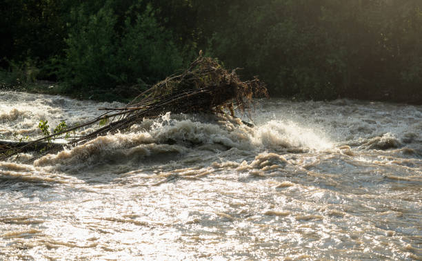 istock Sun shines on dirty flood water flowing rapidly in river, taking some small trees with roots 1317087123