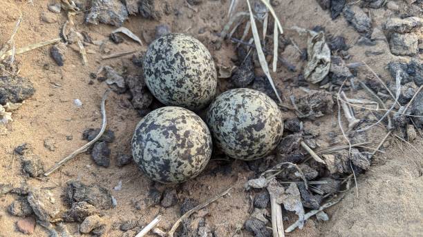 istock Red wattled Lapwing bird Nest with three eggs on the stone ground in the field, Summer time. 1317088271