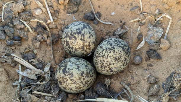 istock Red wattled Lapwing bird Nest with three eggs on the stone ground in the field, Summer time. 1317088281