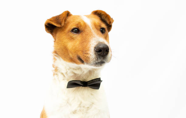 istock male fox terrier in front of white background 1317089254