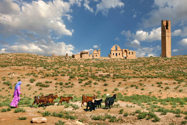 Sanliurfa, Turkey - May 13, 2009: Shepherdess and her goats in the ruins of the old village Harran, in Sanliurfa, Turkey.