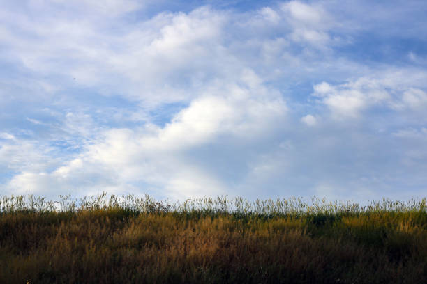 Wheat field with the sky in the background