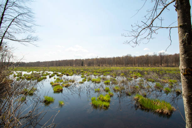istock View of Blue Heron Marsh #2 1317091637