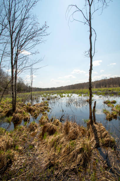 istock View of Blue Heron Marsh #4 1317091670