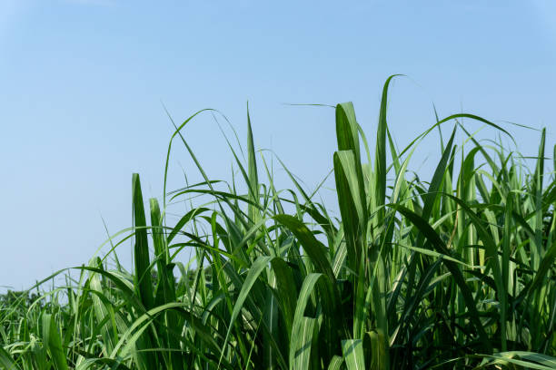 Fresh green linear leaf of Sugarcane in agriculture planting field under vivid blue sky Fresh green linear leaf of Sugarcane in agriculture planting field under vivid blue sky sugar cane saccharum officinarum stock pictures, royalty-free photos & images