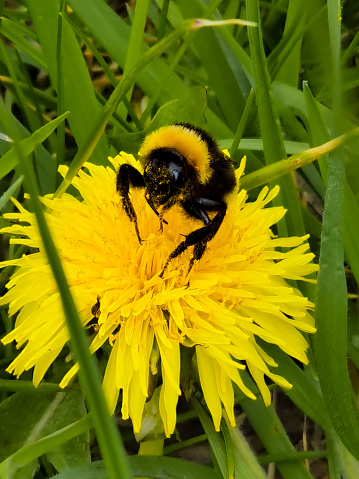 Bumblebee sitting on a Dandelion.