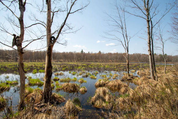 istock View of Blue Heron Marsh #5 1317091712
