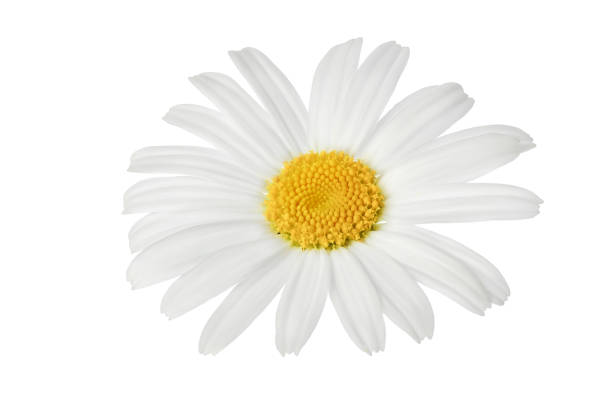 istock chamomile or daisies isolated on white background with clipping path. Set or collection. 1317091720