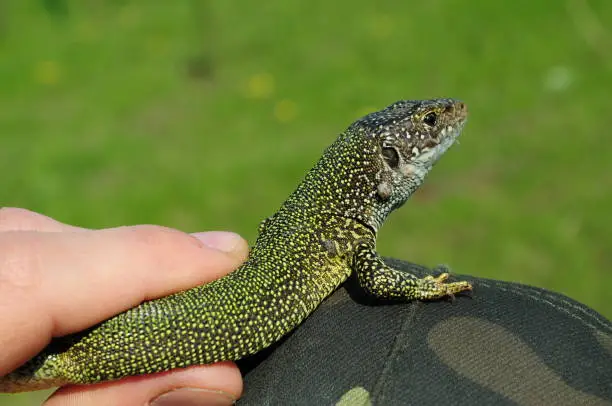 Photo of Closeup head and back of green spotted lizard in human hand