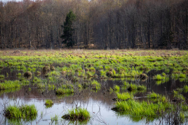istock View of Blue Heron Marsh #10 1317092051