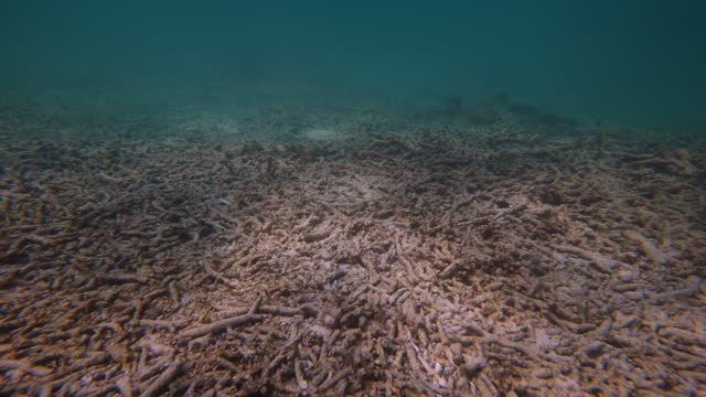 Dead coral reef by global warming