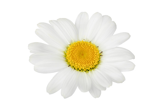 chamomile or daisies isolated on white background with clipping path. Set or collection