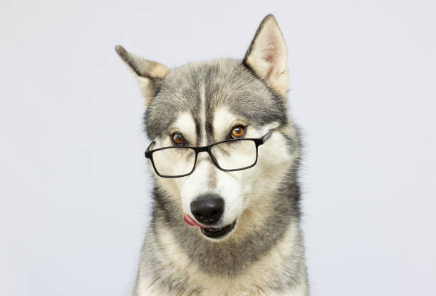 istock Siberian husky portrait in glasses on a grey background 1317093273