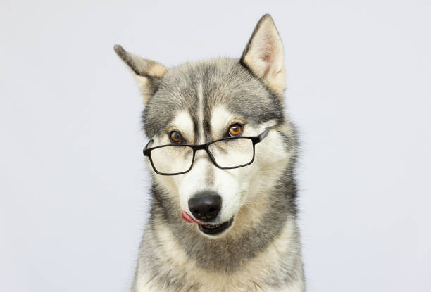 сибирский хаски портрет в очках на сером фоне - color image pets well dressed dog стоковые фото и изображения