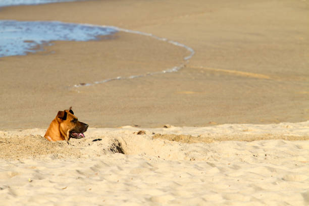 istock Dog buried in the sand on the beach 1317093278