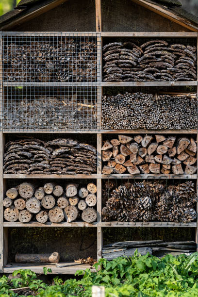 istock hotel for insects in the forest on the meadow 1317094400