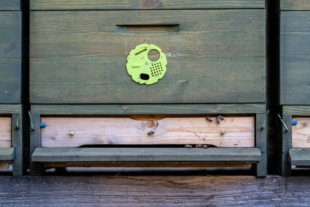 istock bee hive on a green meadow in nature 1317094437