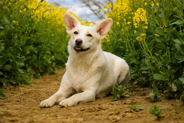 beautiful white mixed dog is lying in a rape seed field
