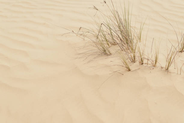 istock Desert plants. Grass growing in wild sandy desert 1317095428