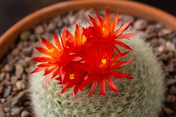 red-orange cactus flowers Parodia Notocactus haselbergii or Scarlet ball cactus plant growing in terracotta pot.