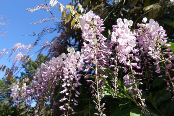 istock Blooming wisteria  Spring season 1317096234
