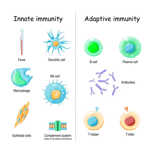 선천적 및 적응성 면역. 비교 및 차이 - macrophage human immune system cell biology stock illustrations