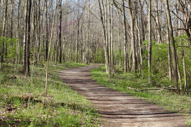 istock Trail in the Woods 1317097368