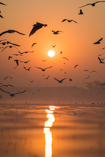 beautiful winter morning with colorful sky along side Yamuna Ghat and seagulls flying across the sky.