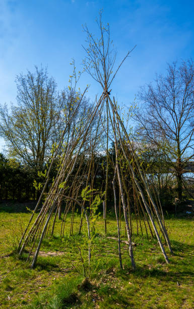 istock Childrens hut made of vivid willow trees 1317097678