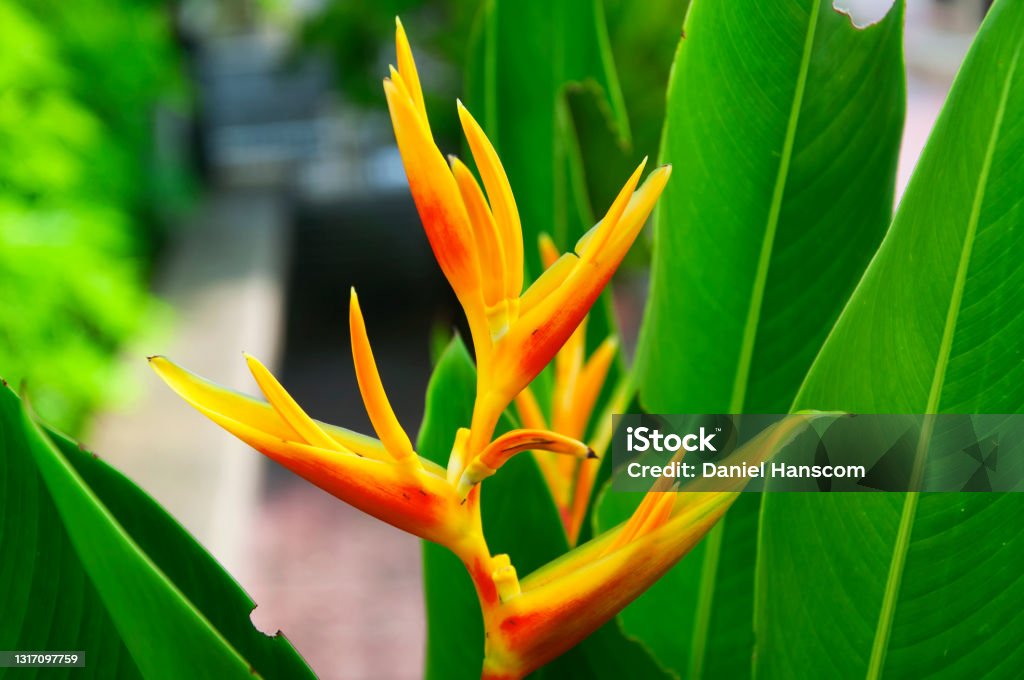 Foto de Flores De Bico De Papagaio Florescendo Na Malásia e mais fotos de  stock de Beleza natural - Natureza - Beleza natural - Natureza, Bico,  Cabeça da flor - iStock