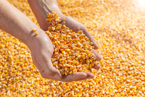 istock Golden corn seeds in the human hands. 1317098448