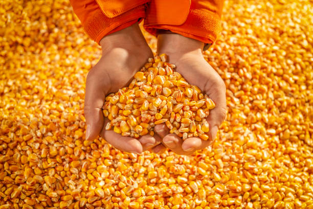 Human hands holding a handful of corn seeds in the heart shape. stock photo