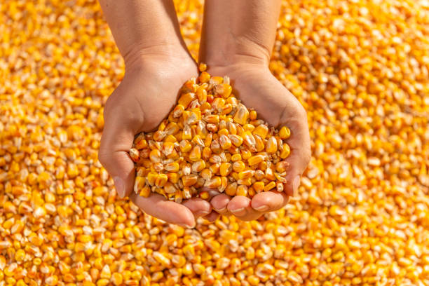 istock hands holding a handful of golden corn seeds. 1317098463