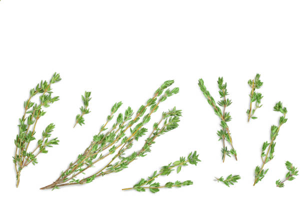 istock fresh thyme isolated on a white background with clipping path and full depth of field, Top view with copy space for your text. Flat lay 1317099755