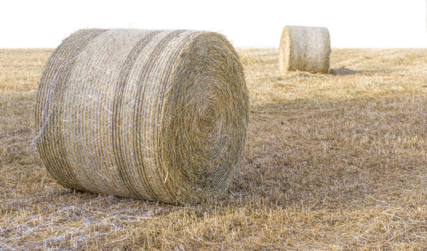istock Hay stacks on dry grass isolated on white background 1317100593