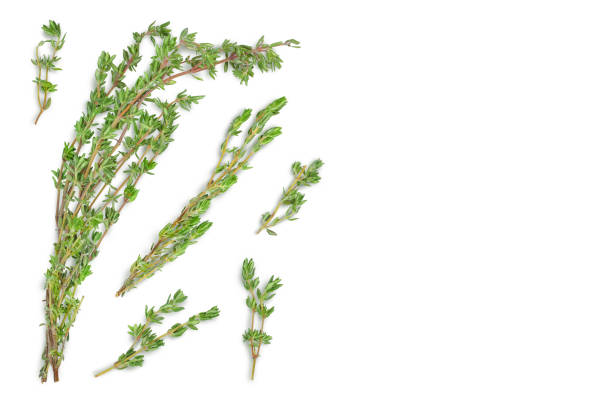 istock fresh thyme isolated on a white background with clipping path and full depth of field, Top view with copy space for your text. Flat lay 1317100901