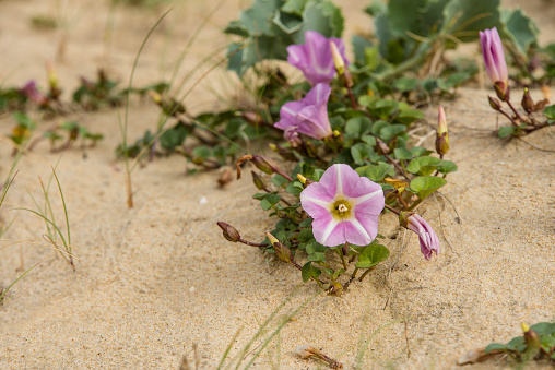 bindweed in bloom in sand dunes
