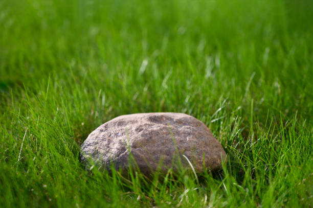 Green grass with a 3d podium, stand made from stone. Front view. Concept for product presentation.