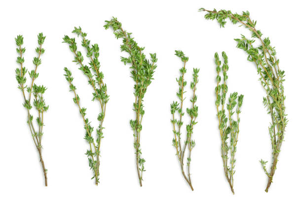 istock fresh thyme isolated on a white background with clipping path and full depth of field, Top view. Flat lay 1317102852