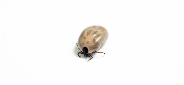 Tick isolated on white background, close-up Tick isolated on white background, close-up image tick animal stock pictures, royalty-free photos & images