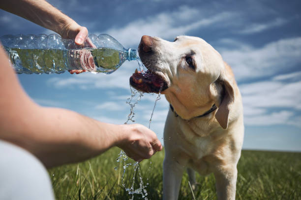 istock Dog drinking water from plastic bottle during hot sunny day 1317104246