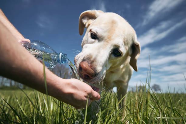 istock Dog drinking water from plastic bottle during hot sunny day 1317104247
