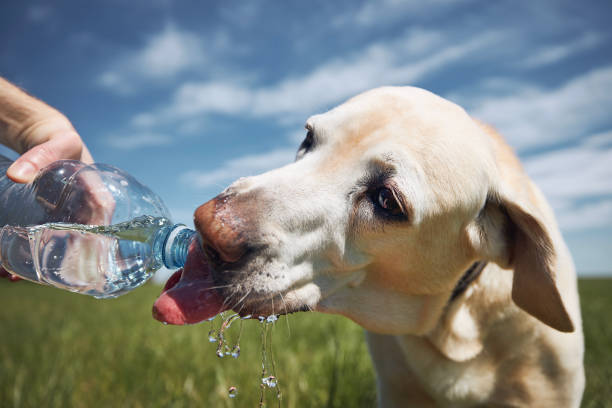 istock Dog drinking water from plastic bottle during hot sunny day 1317104248