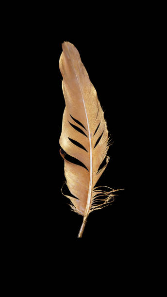 istock Golden beautiful feather isolated on dark background 1317104283