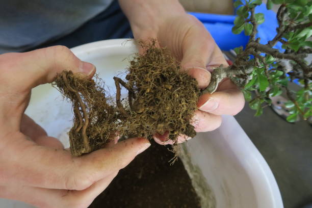 istock Small bonsai taken out from a pot 1317105402
