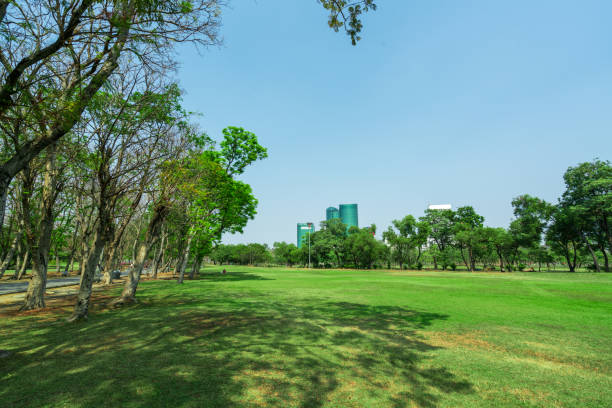 istock City park under blue sky 1317105664