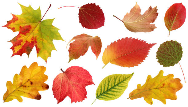 colección de hojas de otoño aisladas sobre fondo blanco. - elm leaves fotografías e imágenes de stock