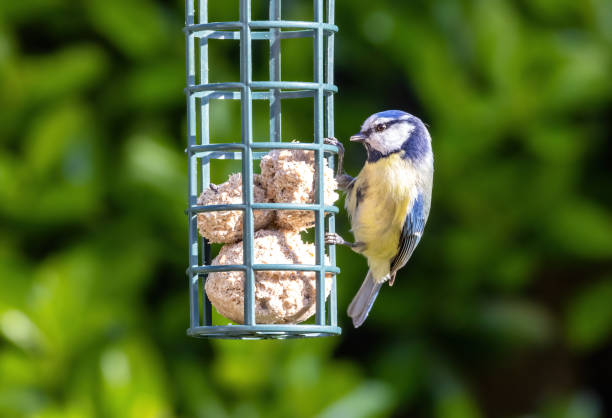 istock Eurasian blue tit feeding from fat balls 1317107743